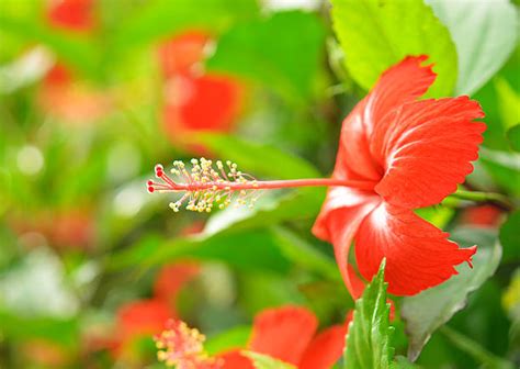 Snowflake Hibiscus Stock Photos Pictures And Royalty Free Images Istock