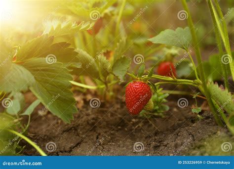 Strawberry Plant With Ripening Berries Growing In Garden Stock Image Image Of Flora Berry