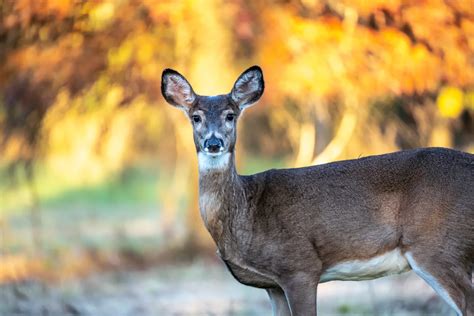 Lethal Deer Disease Could Spill Over To Humans Research Group Warns As It Launches An