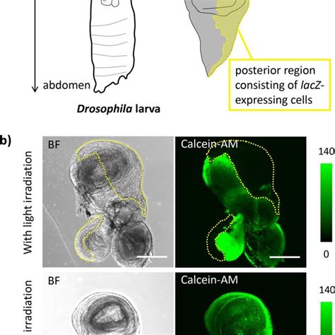 Fluorescence Images Of A Drosophila Wing Disc Treated With