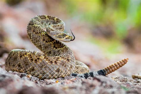 Conabio On Twitter 🐍 Las Serpientes De Cascabel 🐍 Pertenecen A La