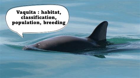 Vaquita : habitat, classification, population, breeding - Biohavoc