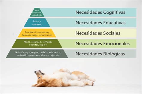 Necesidades Basicas Del Perro Piramide De Maslow Canina Redcaninaes Images