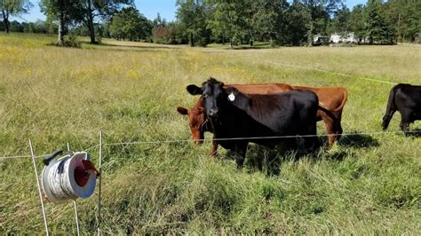 How To Build Electric Fence For Goats Meat Goats