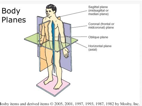 Planes Of The Body