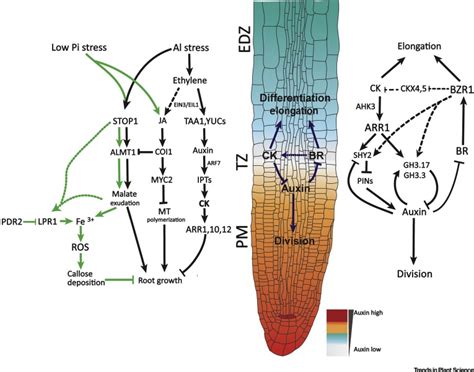 Review The Root Transition Zone A Hot Spot For Signal Crosstalk Tips