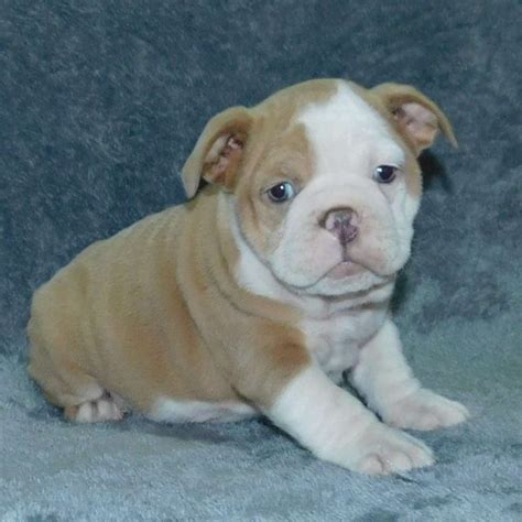 English Bulldog Mix Puppies For Sale | Greenfield Puppies