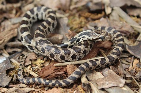 Western Foxsnake Pantherophis Ramspotti Amphibians And Reptiles Of