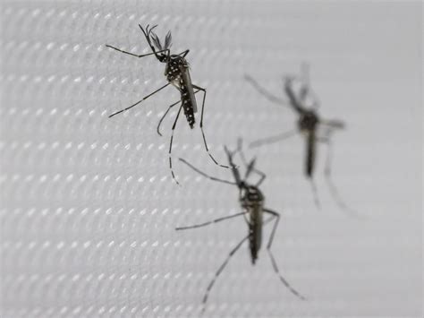 [highlights] Dengue The Data That Destroyed The Myth Of Outbreaks Every Four Years And A Harsh