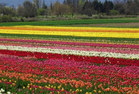 Solve Tulip Field Jigsaw Puzzle Online With Pieces