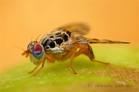 Ceratitis Capitata Mosca De La Fruta Restaurants For Birthdays