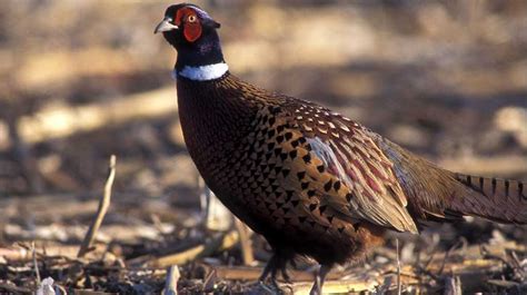 Pheasant Season And Festive News The Blackface Meat Company