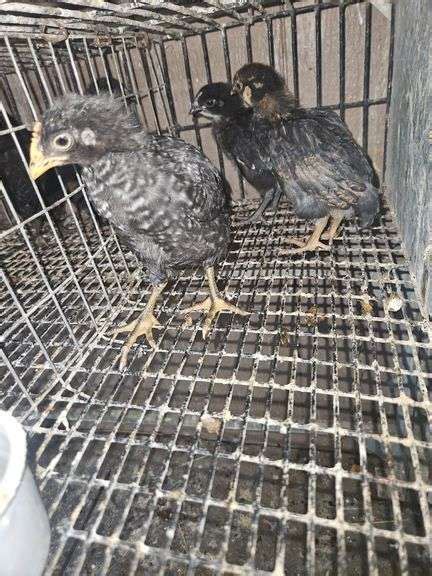 Pullets Black Sexlink Golden Laced Wyandotte Barred Rock