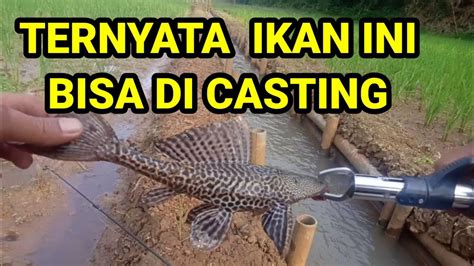 Diluar Dugaan Niat Mancing Gabus Malah Dapat Ikan Ini Youtube