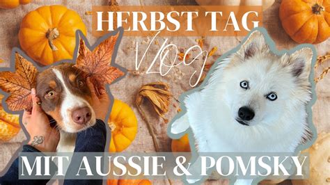 Mein Alltag Mit Meinem Australian Shepherd Unserem Pomsky Freund In