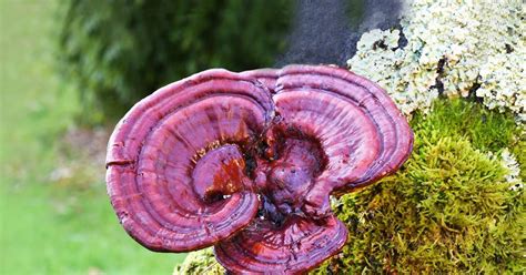 A Recipe For Biodegradable Mushroom Batteries Research Chemistry World