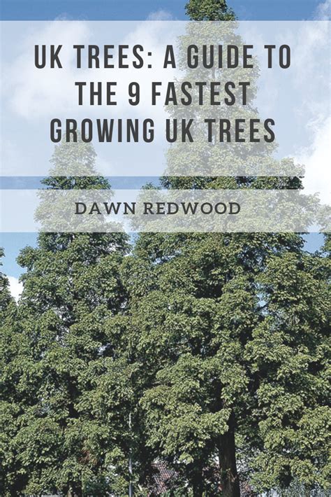 A Guide To Uk S Fastest Growing Trees Fast Growing Trees Garden Buildings Direct Growing Tree