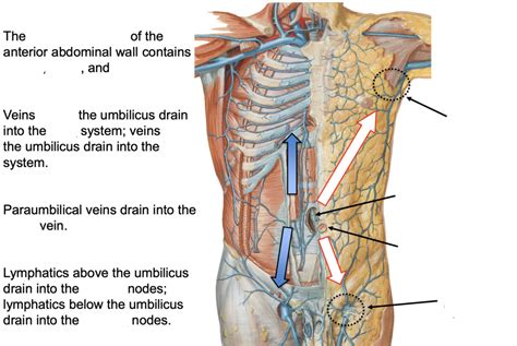 Venous Drainage Of The Anterior Abdominal Wall Diagram Quizlet Sexiz Pix