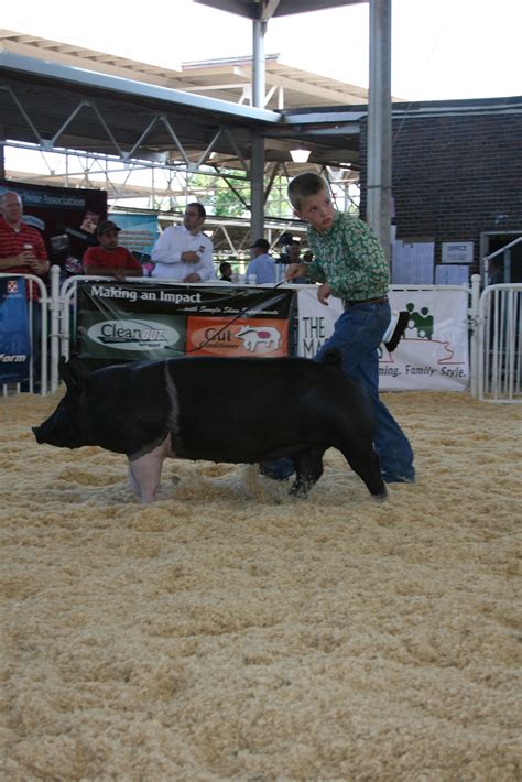 NSR Show Sale Results World Pork Expo Junior Hampshire Breeding Gilt