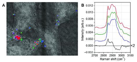 Analysis Of Lipid Droplets Only The Spectra Corresponding To Lipid