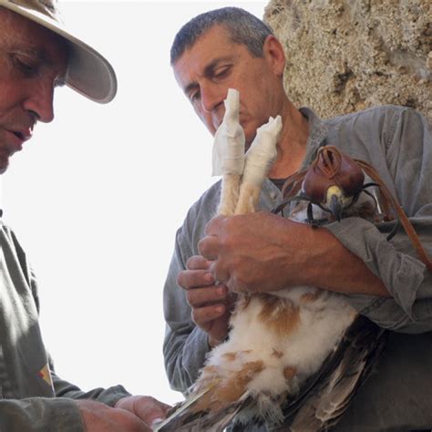 Un Aquila Di Bonelli Ferita A Licata Torna A Volare Nei Cieli Di