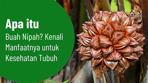 Apa Itu Buah Nipah Kenali Manfaatnya Untuk Kesehatan Tubuh