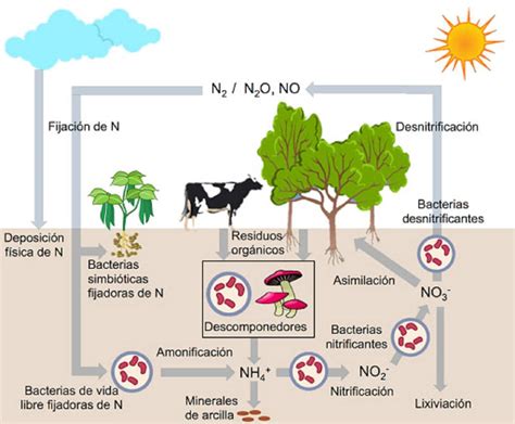 Ciclo Del Nitrógeno