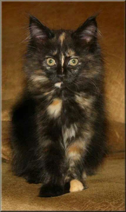 1026 best images about Tortoiseshell/Calico Cats on Pinterest | Tabby ...