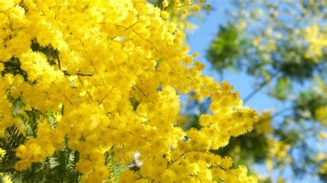 How to Plant, Grow, and Care for Mimosa Tree - Full Guide - 2023