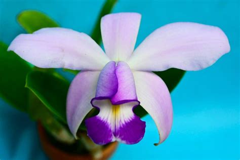 Aa C Violacea Coerulea Fabio Nahas X Self