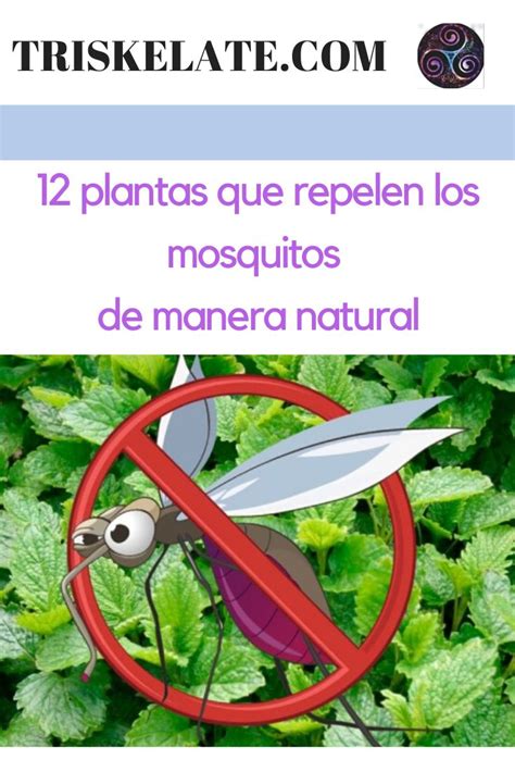 Plantas Que Repelen Los Mosquitos De Manera Natural Jard N De