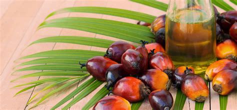 What is Palm Oil — c16 Biosciences