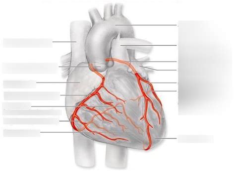 A P Lab Quiz 3 2 Coronary Arteries Diagram Quizlet