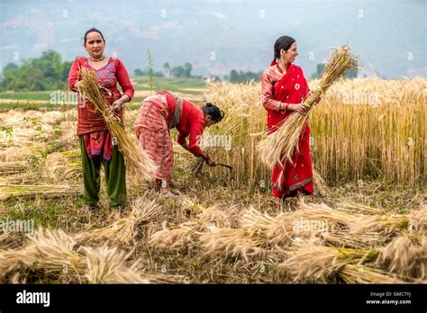 Women Harvesting Wheat In Kavrepalanchowk District Nepal Stock Photo