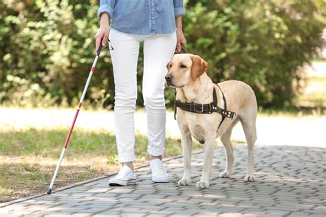 Ragazza Non Vedente Sfrattata Proprietaria Di Casa Non Vuole Il Cane