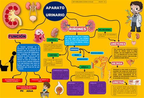 Mapa Conceptual Del Aparato Urinario Vrogue Images And Photos Finder