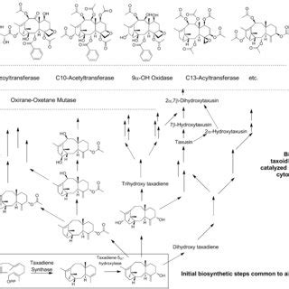 of potential taxane-producing fungi by indirect competitive inhibition ...