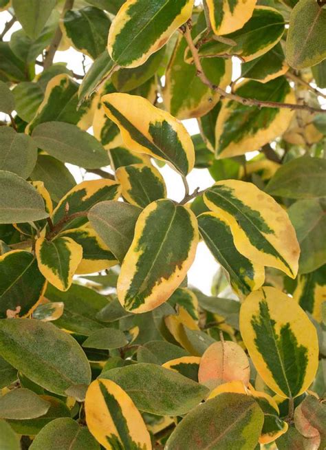 Conditions De Croissance D Elaeagnus Comment Entretenir Une Haie D