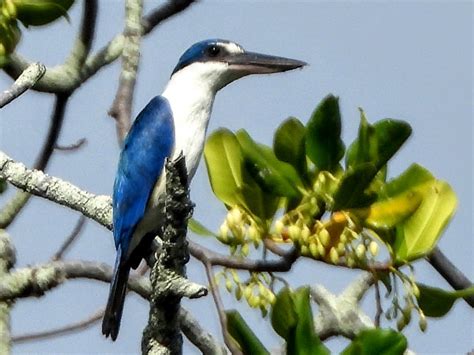 Beach Kingfisher Ebird