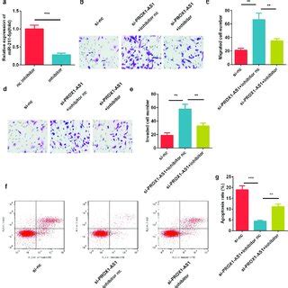 Inhibition Of Mir P Suppressed The Cell Migration And Invasion