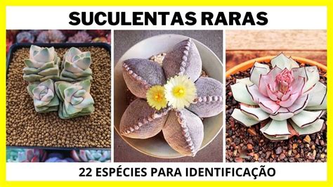 21 EspÉcies De Cactos E Plantas Suculentas Raras Para IdentificaÇÃo Plantas Raras Youtube