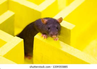 rat maze royalty  images stock  pictures