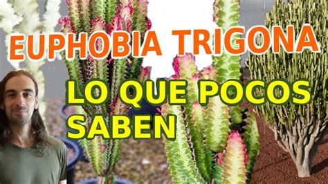 Euphorbia Trigona Aprender Sobre Plantas Rbol De Leche Africano Youtube