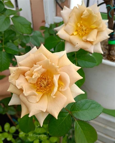 Honey Dijon Rose Peach Colored Roses