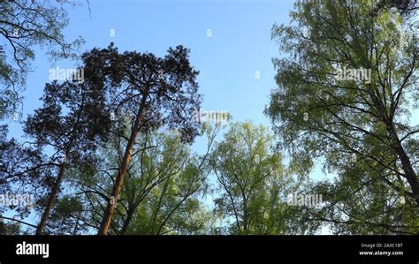 Árboles caducifolios y árboles de coníferas sobre un fondo azul del