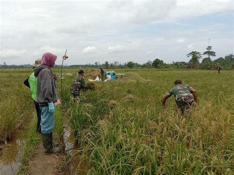 Tingkatkan Swasembada Pangan Babinsa Koramil 0903 07 Tanjung Palas