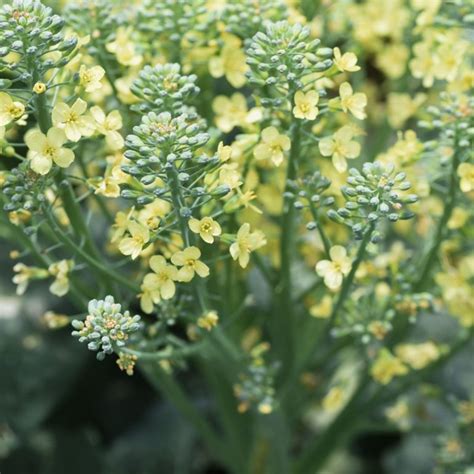 Are Broccoli Flowers Edible?