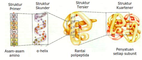 Perbedaan Struktur Primer Sekunder Dan Tersier Dari Protein Porn Sex