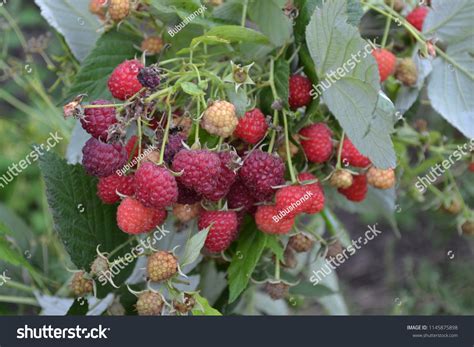 raspberries rubus idaeus raspberry berries delicious stock photo