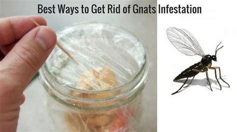 Best Ways to Get Rid of Gnats Infestation